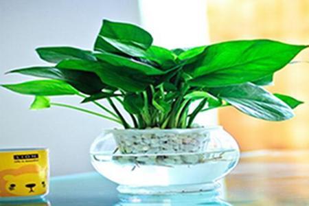 绿萝养得茂盛需要修剪吗,绿萝怎么养才能更旺盛不会长芽