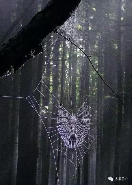 你说蜘蛛侠,蜘蛛侠的蜘蛛丝里有什么