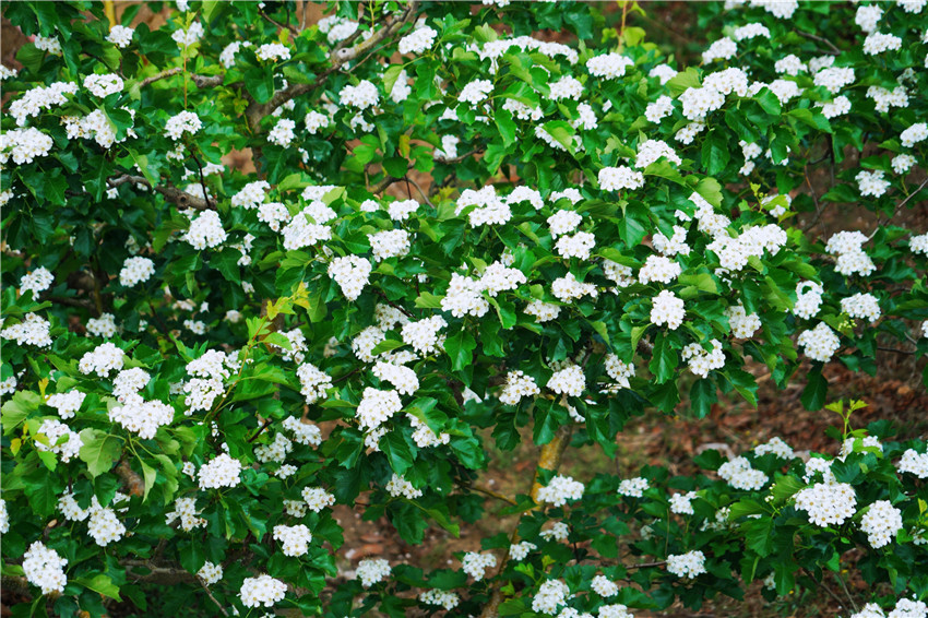 中国清河羊绒衫,清河中国羊绒价格