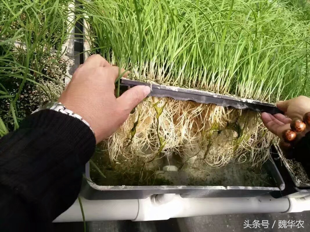 水培是最好的控养方法吗,水培花草的培养方法和注意事项