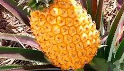 日本土豪水果葡萄,日本水果葡萄贵不贵