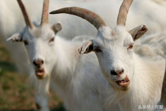 治疗羊肝虫特效药,羊肝蛭图片