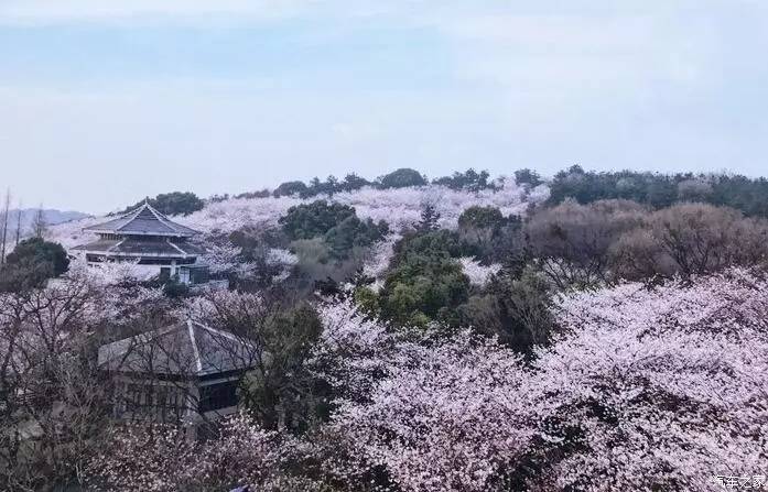 江浙寻花事,东南dx3自驾游
