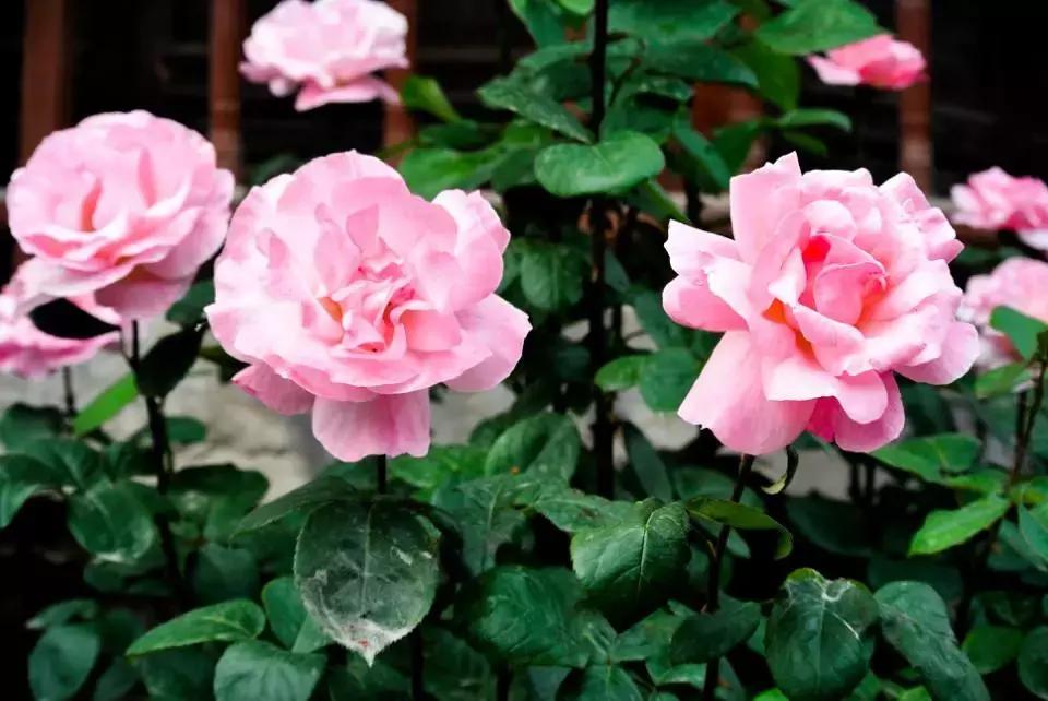 关于大连的冷知识,中国大连冷知识