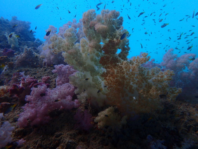 帕劳水下摄影最佳时间,帕劳海上旅游攻略