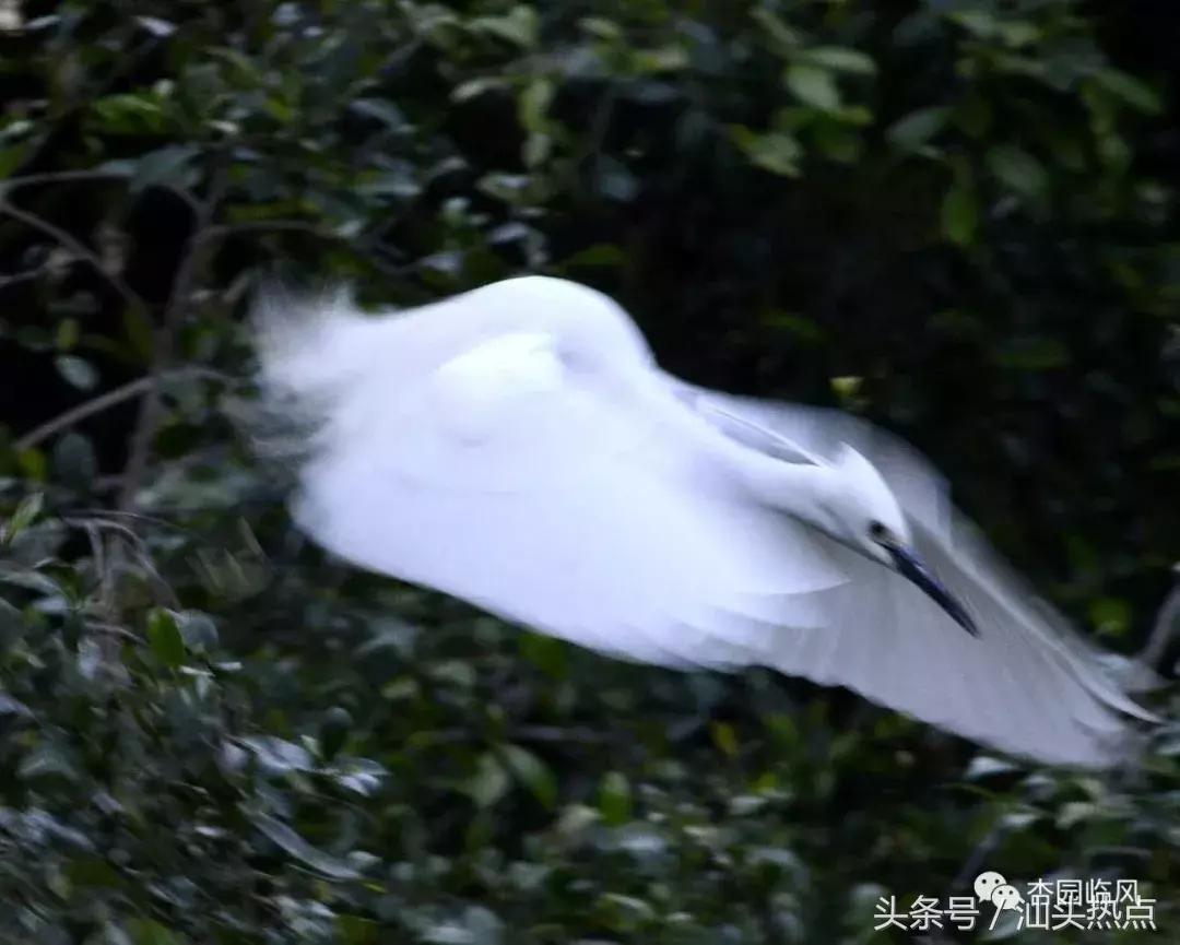 莲下这里竟藏了个神奇的“候鸟客栈”！好多人还不知道……