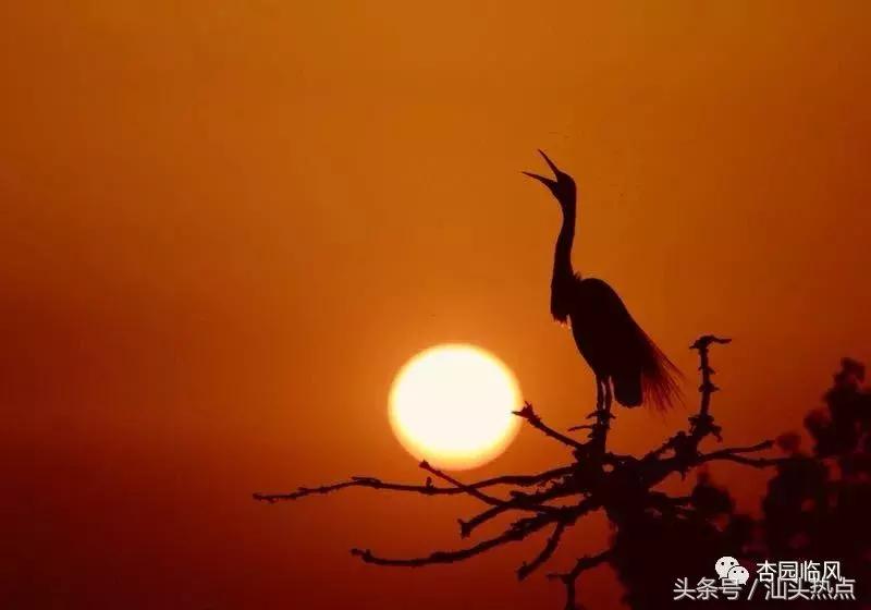 莲下这里竟藏了个神奇的“候鸟客栈”！好多人还不知道……