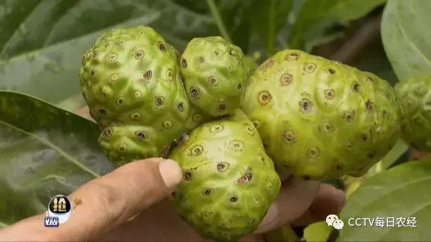 又酸又苦的热带水果,超级酸的热带水果