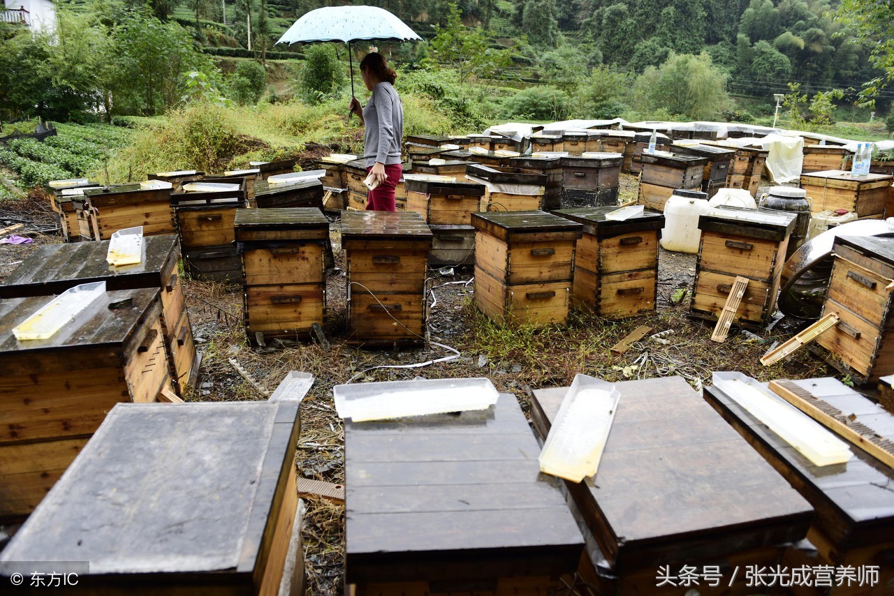 蜂胶每天服用几粒比较适合,老年女性适合吃哪种蜂胶