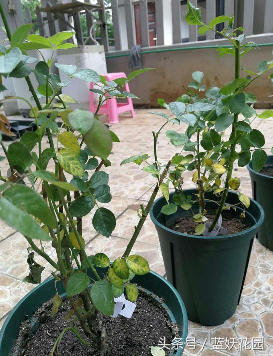 刚买回来的月季种下去枯萎怎么办,刚买回来的月季晒了怎么补救