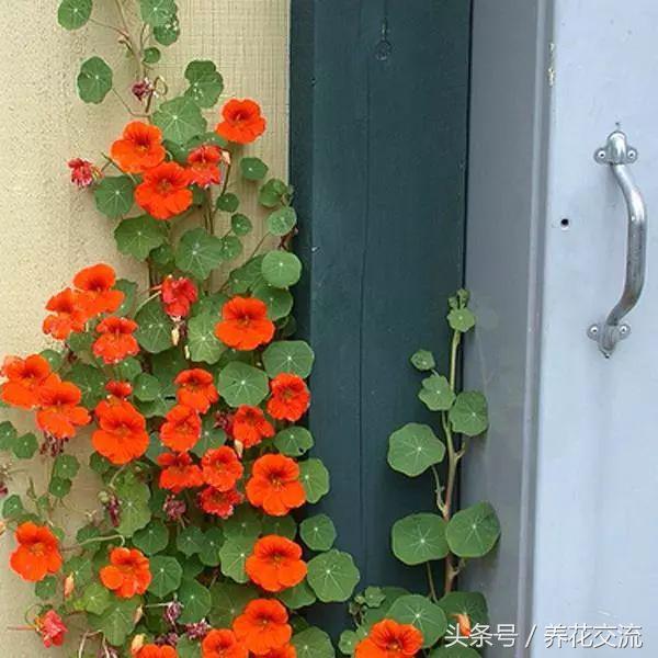 在贫瘠的土地上开出花,金莲花的浇水方法