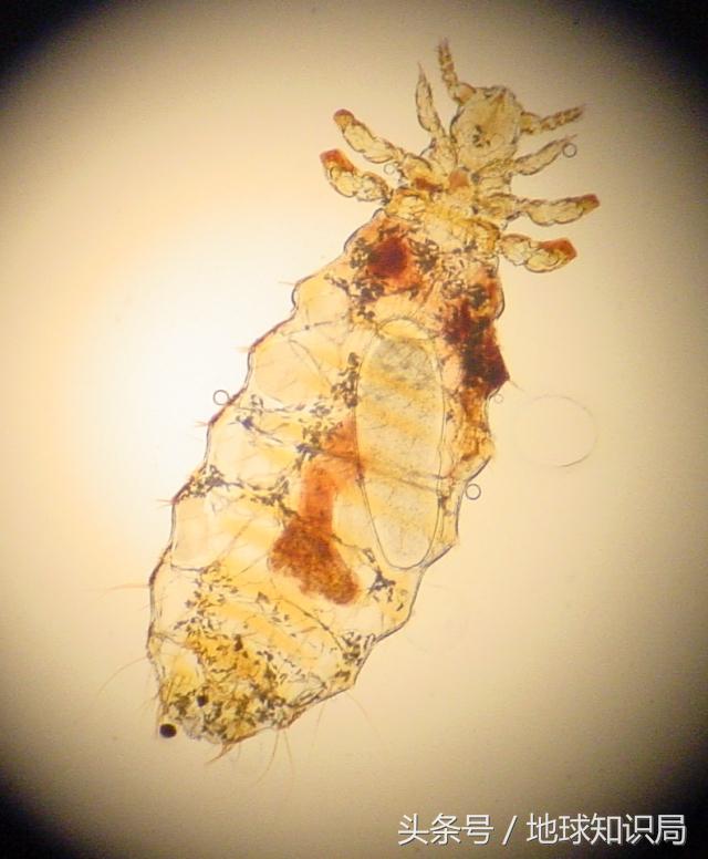 北方人到南方被吓坏,北方人在南方过冬最怕什么