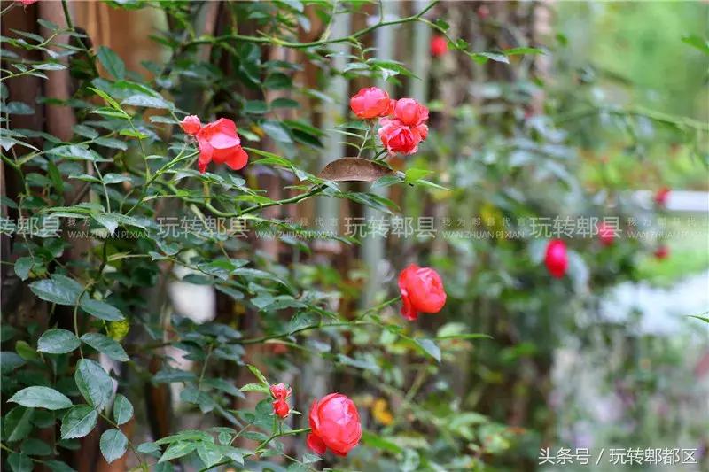 又一家高颜值花园音乐烤吧入驻郫都，趁五一快去痛快的搓一顿吧！