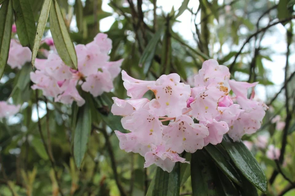 乐山金口河大峡谷一日游最佳路线,乐山金口河大瓦山湿地公园