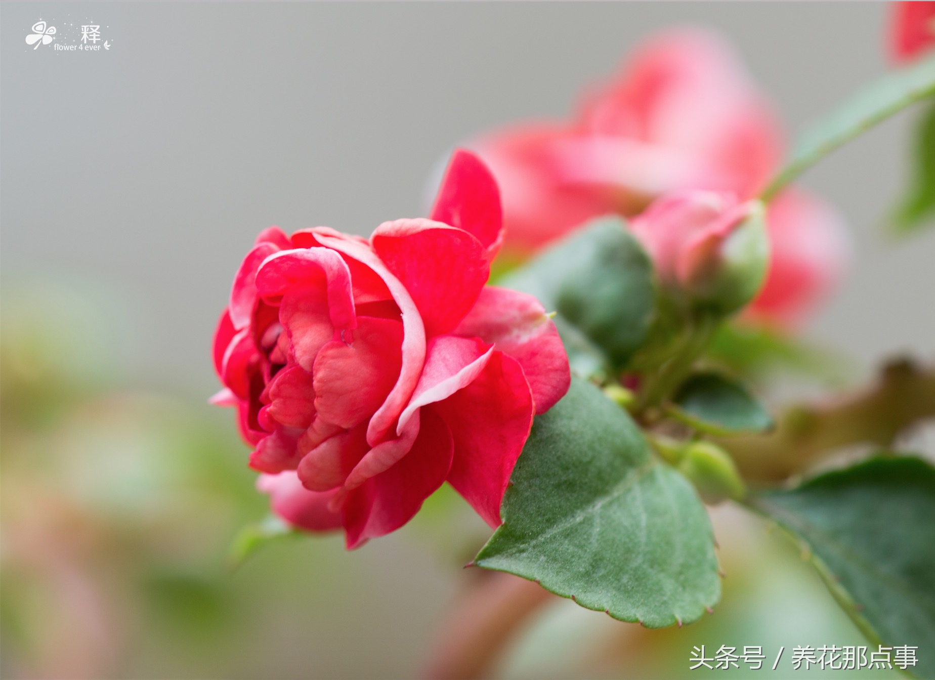 重瓣的非洲凤仙简直就是缩小版的月季,花瓣多,花朵包