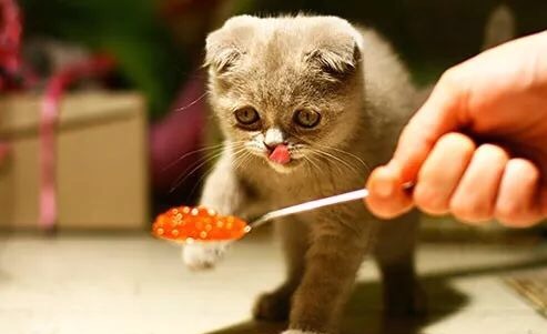 猫咪不吃东西怎么办有哪些方法,猫咪不吃东西怎么办最有效