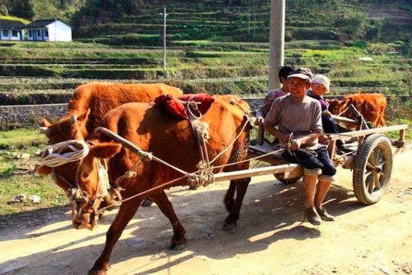 农村里养牛俗语“前裆能放斗，后裆放下手”，这样最适合耕地