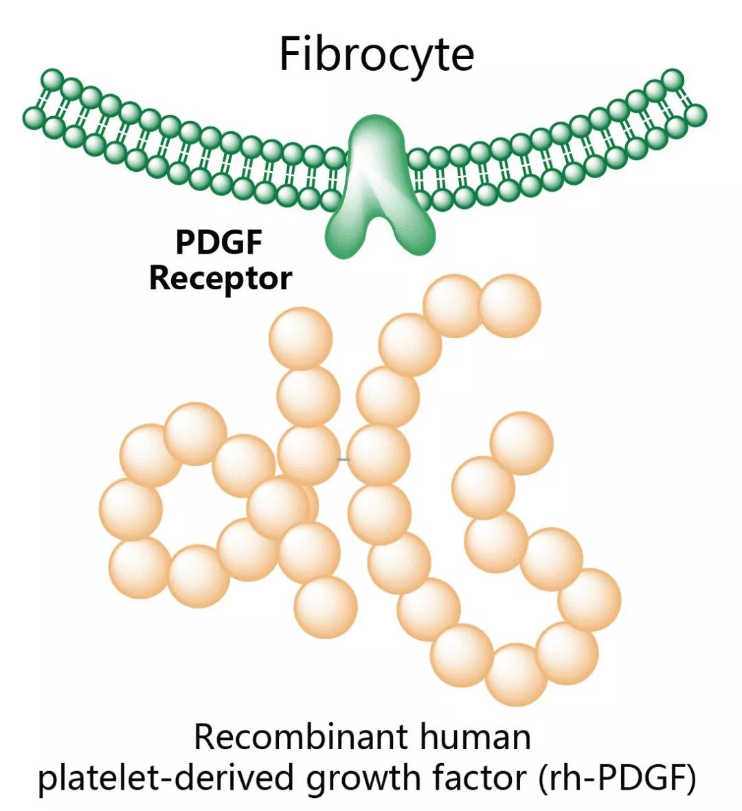 血小板衍化生长因子,血小板激活因子受体抑制剂是什么