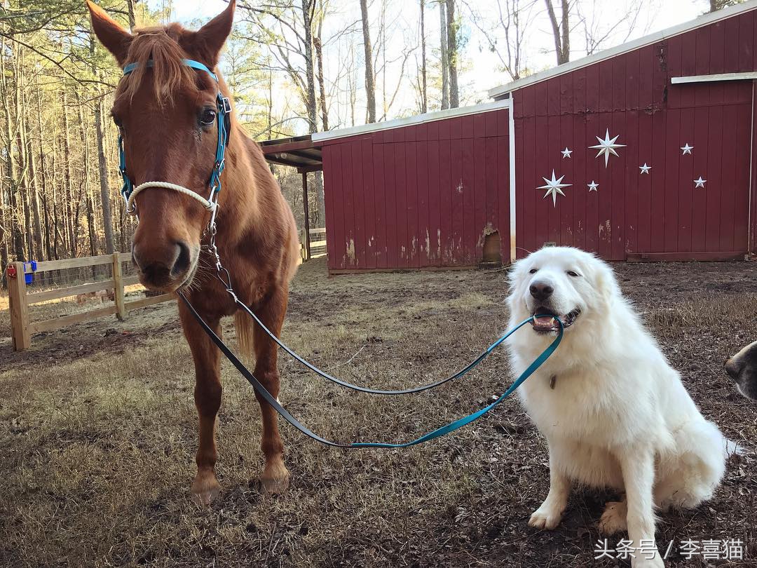 大白熊犬适合农村吗,大白熊犬适合放羊吗