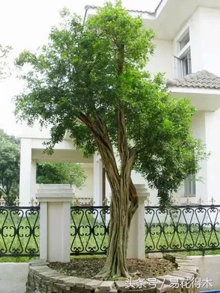 九里香为什么大量掉叶,九里香掉枝掉叶怎么急救