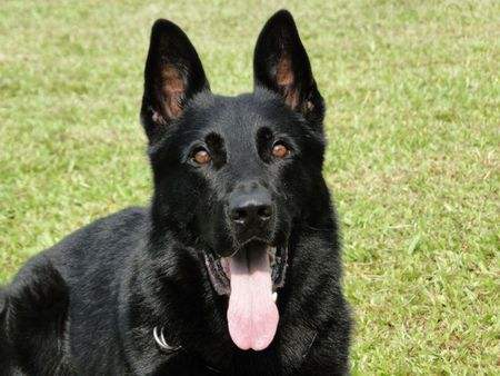 德国牧羊犬和德牧是一个品种吗,德牧和德国牧羊犬是一个品种吗