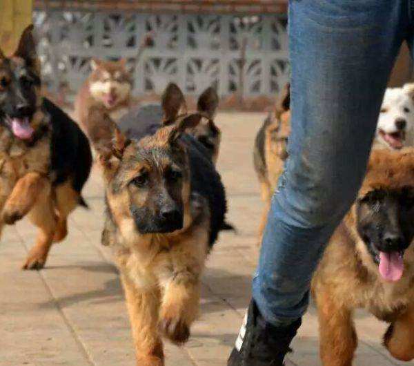 德国牧羊犬和德牧是一个品种吗,德牧和德国牧羊犬是一个品种吗