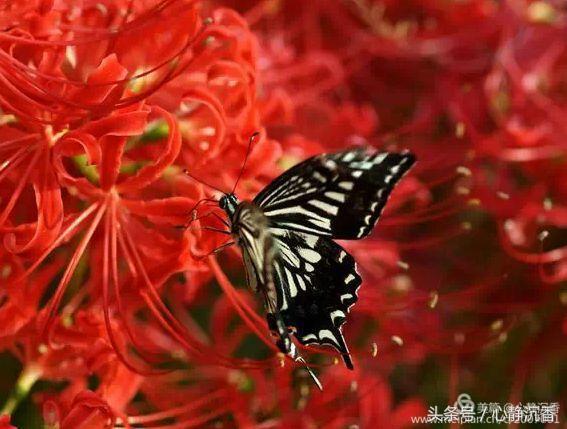 人间四月芳菲尽时过境迁落尘埃,人间四月芳菲尽春花始盛开