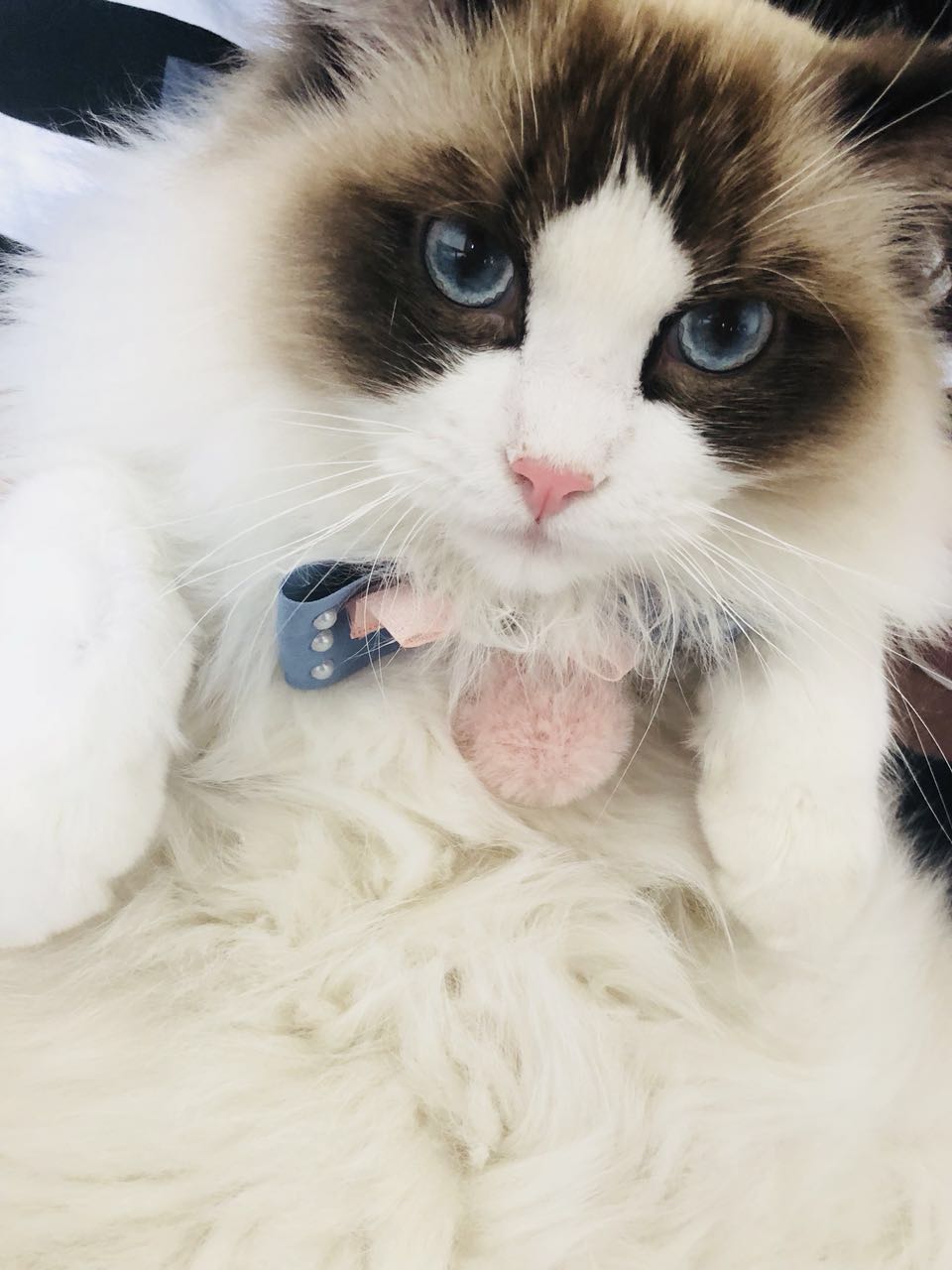 选购优秀布偶猫的五点经验,布偶猫的鉴别方法与选购知识要点