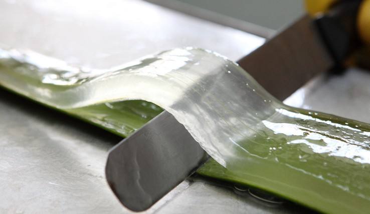 芦荟抹脸有什么作用,芦荟抹脸有什么效果