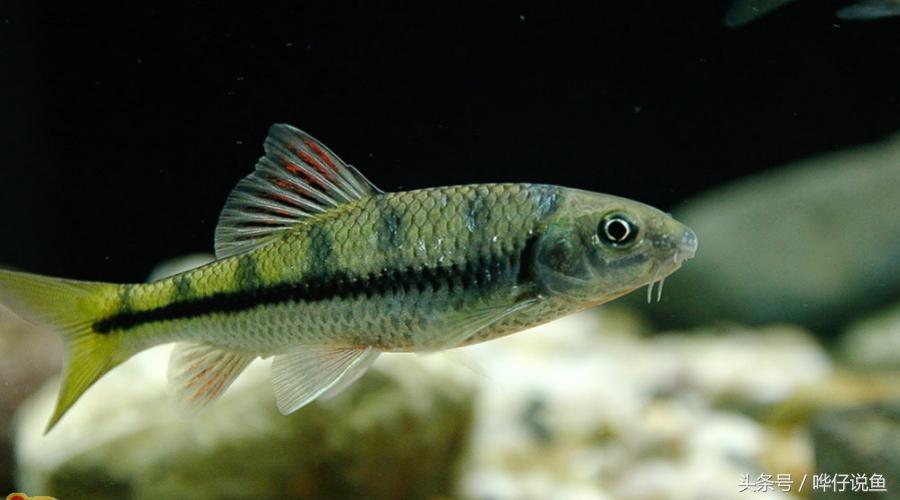 最后悔养的10种观赏鱼,最受欢迎的十种原生观赏鱼有哪些