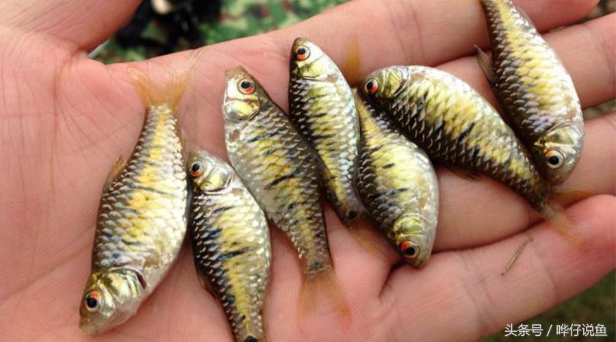 十五种常见不同的观赏鱼,十大凶猛观赏鱼哪个比较好养