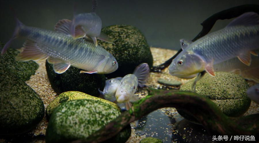 十五种常见不同的观赏鱼,十大凶猛观赏鱼哪个比较好养