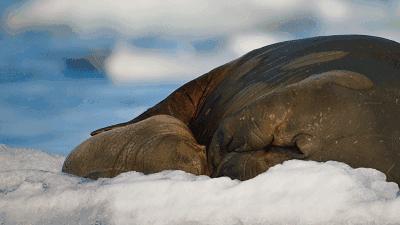 假期一定要给孩子看的20部纪录片,12部适合和孩子一起看的纪录片