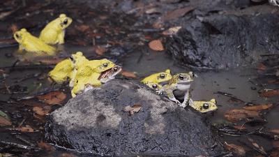 3D打印技术助力先进制造,3d打印帮助动物