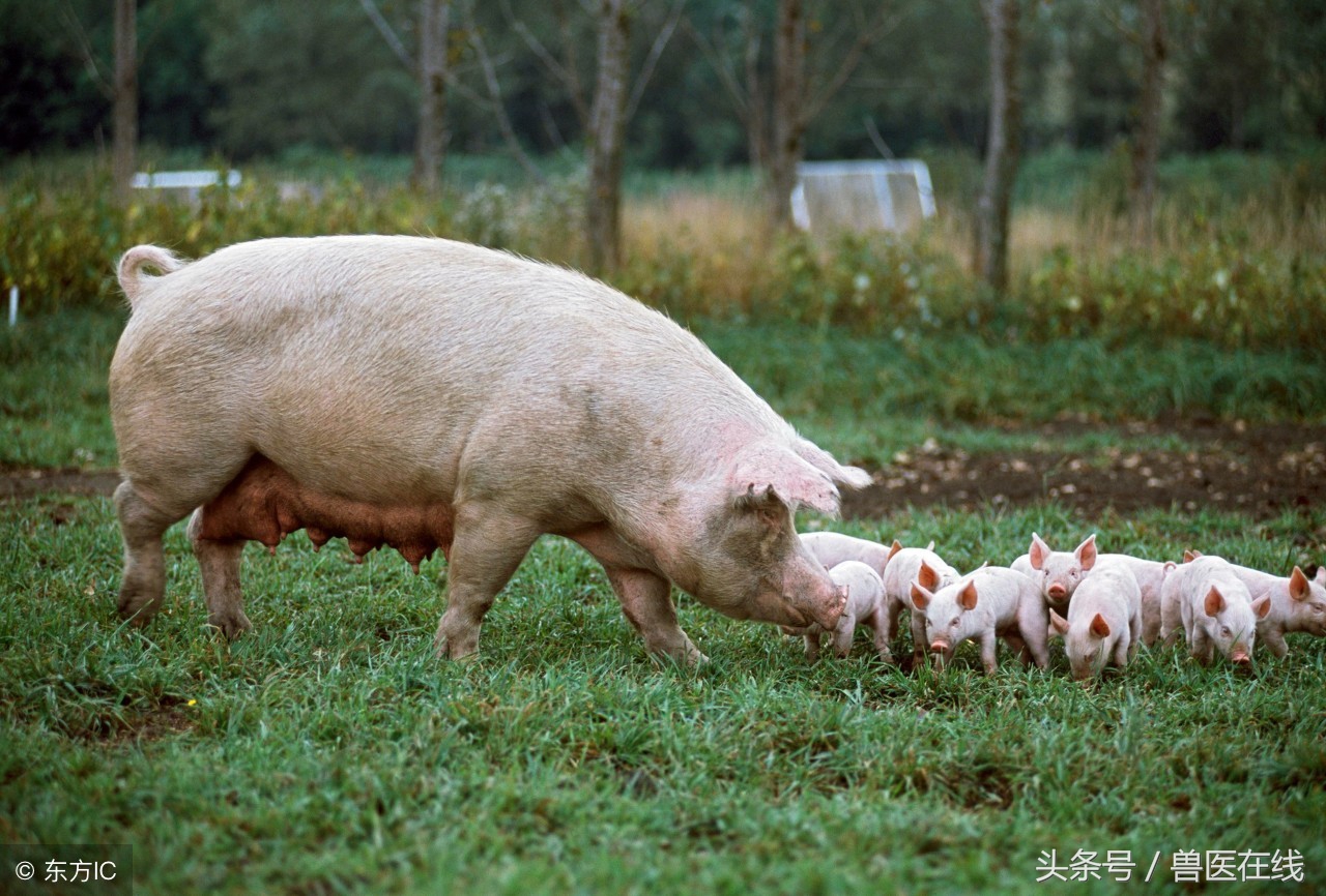 如何改善母猪产后食欲问题?