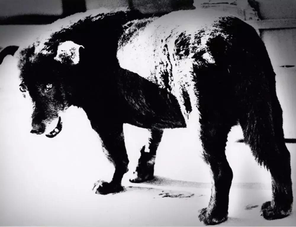 卡地亚当代艺术基金会建筑设计,卡地亚当代艺术