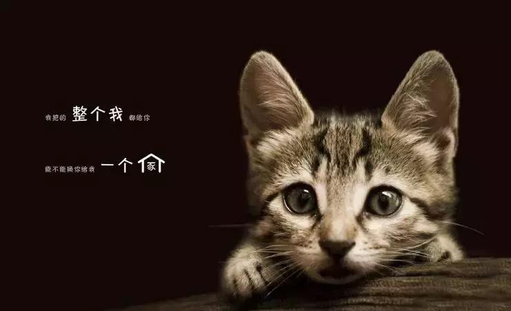 养猫继承遗产,猫咪血统是继承妈妈还是爸爸