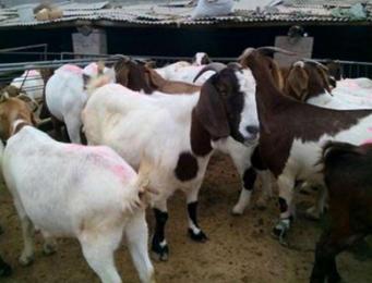 本地山羊养殖方法,养殖山羊奶怎么处理