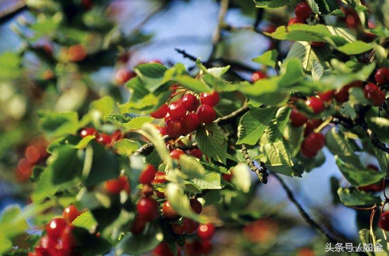 樱桃种植技术的讲解,种植樱桃小技巧小视频