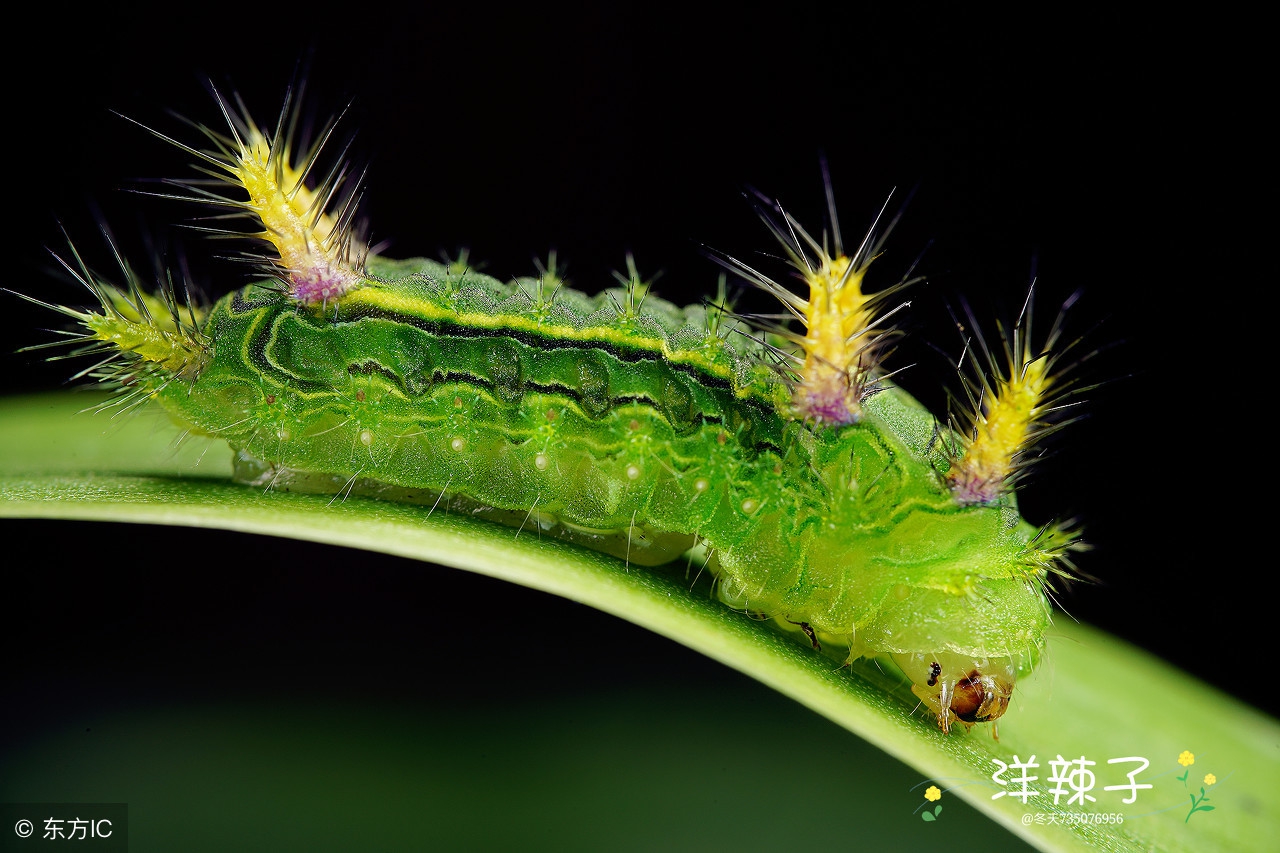 农村害虫洋辣子图片,洋辣子成虫克星