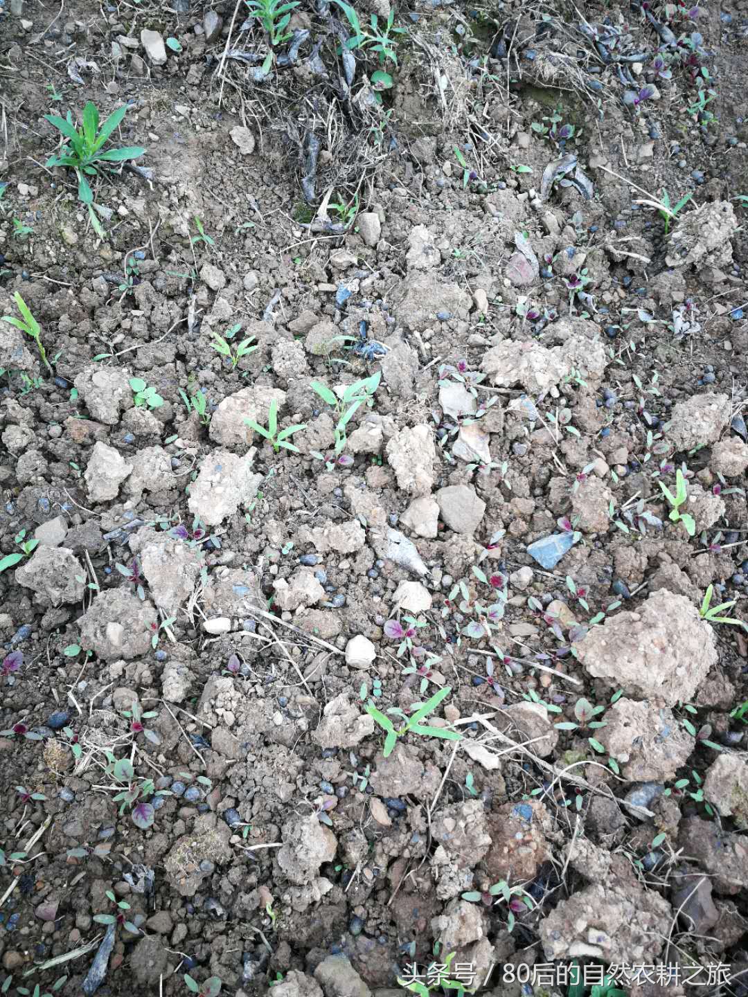 蔬菜种子发芽后几天浇一次水,蔬菜种子如何处理才能发芽