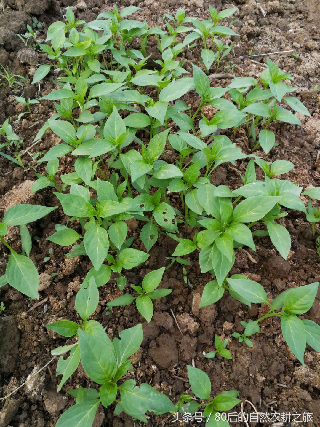 蔬菜种子发芽后几天浇一次水,蔬菜种子如何处理才能发芽
