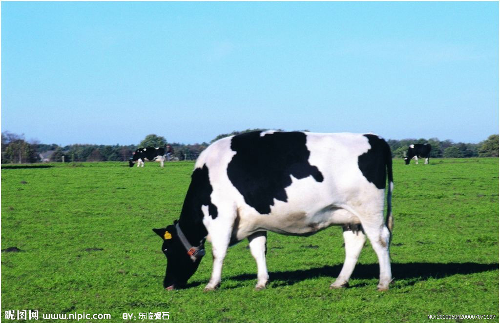 属牛与属鼠生一个什么属相的好,属相鼠和牛哪个比较好