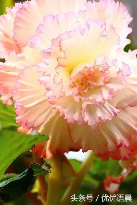 祝福群里的朋友们早上好,早上好祝群里的朋友永远健康快乐