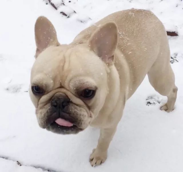 扒一扒萨摩耶宠物冷知识,狗剃刀过敏