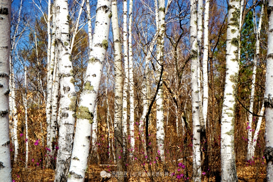 朴树冷门却很好听的歌,朴树适合西藏的歌