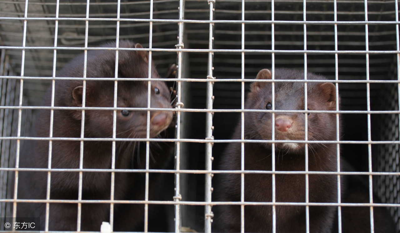 哪些养殖属于特种养殖,所有养殖项目有哪些