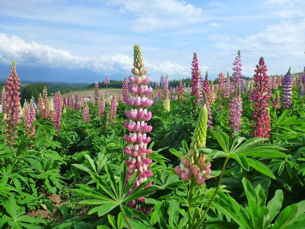 经典儿歌老歌300首音频,儿歌100首音频自动播放