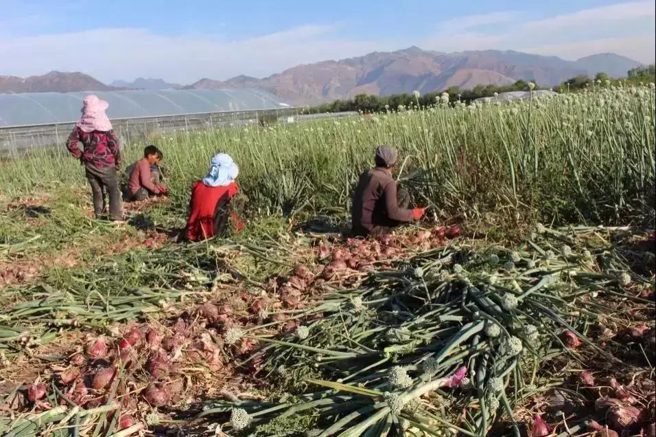 西昌20万吨洋葱在等待,与政府一起发力,别让洋葱相信眼泪!