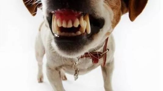 狗狗一直爱咬人怎么办,狗狗总喜欢咬人怎么办